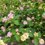 ランタナの花は犇くようにびっしりと咲いていました。　　・ランタナの犇けるごと咲きし庭（和良）