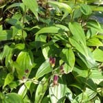 地蔵院では御手洗に清水が湧き杜鵑草が清々しく咲いていました。　・水清し杜鵑草また清々し(和良)