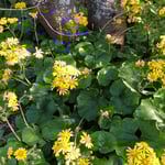 山頂の石蕗の花は太陽に向かって背伸びしているようでした。　　　・太陽に背伸びするかに石蕗咲ける(和良)