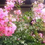 雨の後の我が家の百日紅は洗い出されたように鮮やかでした。　　　　　　・百日紅雨に洗はれ鮮やかに(和良)