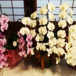 神の湯二階には修復を終えたお祝いの胡蝶蘭が飾られていました。　　　　・胡蝶蘭並ぶ湯殿の大広間(和良)