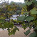 徳島市の丈六寺では木豇豆の大木に沢山の実が垂れていました。　・木豇豆の実の垂れ寺の秋深し（和良）