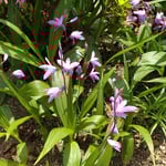 鳴門市の鮨屋の庭先の紫蘭は日盛りになっても勢いがありました。　・日盛りの紫蘭の花に勢あり(和良)