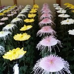 一文字菊と管物花壇の菊は奥に行くほど高くなっていました。　　　　　　・整列の美しさも見菊花展（和良）