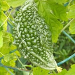 藍住町の自宅の近くで見つけたゴーヤは艶のある緑をしていました。　・艶のある緑のゴーヤなりしかな(和良)