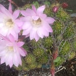 藍住町の自宅の駐車場に捨て置いた仙人掌に花が咲きました。　　・美しき花打ち捨てをきし仙人掌に(和良)