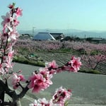 上板町の桃園です。蒲公英が咲き、蝶が舞っていました。 ・桃咲きて視野一杯の四月かな(和良)