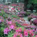 穀雨の日、東京・根津の躑躅祭りに行ってきました。 ・躑躅山ほんのり濡らす穀雨かな（和良）