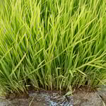 いざという時のための余り苗が黄に染まり始めていました。　・出番なく黄に染まりゆく余り苗（和良）