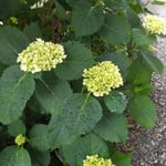 毬をつけた我が家の庭の紫陽花も雨の日が好きなようでした。　　　・紫陽花の青き毬にも雨雫(和良)