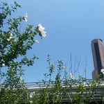 ＪＲ浜松駅の駅前で見た木槿の花です。青空へ高々と咲いていました。　　・駅頭に木槿高々花つけて（和良）