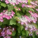 阿波史跡公園の菖蒲園では紫陽花が花を一杯つけていました。　　　　　　・雨来さうなる日の色よ濃紫陽花（和良）