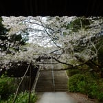 阿波市土成町の熊谷寺の中門を潜ると落花が舞っていました。　・本堂へ門を潜れば飛花落花（和良）