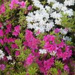 有人のオリーブの畑の垣根には紅白の躑躅が犇めいていました。　・紅白の躑躅咲き満つ垣根かな(和良)