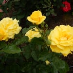 藍住町の薔薇園ではたくさんの中で黄色い薔薇が際立っていました。　　　・黄色とは際立てる色薔薇の花（和良）