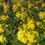 眉山山頂の石蕗の花は敷き詰めたように咲いていました。　　・敷き詰めたやうに咲き満ち石蕗の花（和良）