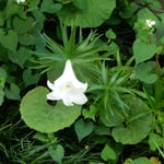 藍住町の自宅の坪庭の百合の花は白く輝いて見えました。　・坪庭の真昼の闇の百合の花（和良）