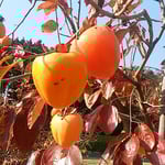 皇居東御苑の本丸跡広場の柿は木に実ったまま熟していました。　　　　　・木に実るままに熟柿となってをり（和良）