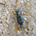 藤井寺の門をくぐると斑猫が本堂へ大師堂へと案内してくれました。　・本堂へ大師堂へと道をしへ(和良)