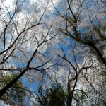 桜の大木を仰ぎ見ると落花が途切れなく顔にかかりました。・青空を仰げば落花途切れなく（和良）