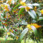 高知の高速道路立川サービスエリアで見た金木犀は大きかったです。　　　・駐車場までも金木犀匂ふ(和良)