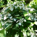 日向より日蔭で見る紫陽花の方が美しかったです。　　　・日向より日蔭の花よ紫陽花は（和良）