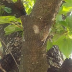 吉野川市の鴨島公園では一匹の蝉が鳴くと大合唱が始まりました。　・一匹が鳴けば始まる蝉時雨(和良)