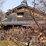 今年は寒かったせいか原田家屋敷の蜂須賀桜も一分咲きでした。　・蜂須賀の殿の愛せし桜咲く(和良)