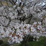 阿波市の宮川内ダム公園の桜です。大勢の人が花見に来ていました。  ・桜咲くダム湖の土手を埋め尽くし(和良)