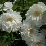 阿波市の神宮寺は今年も牡丹を見に来る人で賑わっていました。  ・白てふは飽きの来ぬ色白牡丹（和良）