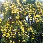藍住町の自宅周辺の通学路で見た迎春花です。綺麗でした。　・降り続く雨に色濃き迎春花（和良）