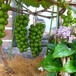 徳島市のパン屋さんでは鉢植の葡萄が実をつけていました。　　　　　　・鉢植の葡萄の早も実をつけて(和良)