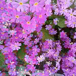 プランターの桜草は緑の葉が花の色を一段と鮮やかにしていました。　　　・桜草引き立ててゐる葉の緑（和良）