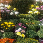 吉野川市の市役所前で開かれた菊の展示会に行ってきました。　　　・いろいろな菊それぞれに咲き始め(和良)