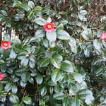 壇の大楠に寄り添うように茂った藪椿は高くまで花をつけていました。　　・仰ぎ見る椿の花の高さかな（和良）