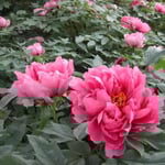 鳴門市の観音寺で牡丹祭を見てきました。たくさんの人出でした。 ・一巡し元の牡丹に帰りけり （和良）