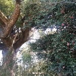 吉野川市鴨島町の檀の大楠とその隣に花をつけている藪椿の大樹です。　　・千年の大楠に添ひ藪椿（和良）