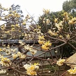 三椏の花は少しずつほぐれを解くように咲いていました。　　　　　　　　・三椏の花はほぐれを解きて咲く（和良）