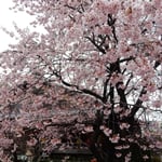 蜂須賀桜です。寒緋桜と山桜の交配種ですからもう満開でした。　　　　　　　　　　　・蜂須賀の時代を今に咲く桜(和良)