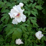 観音寺に咲き残っていた牡丹は少し小振りでした。　　　・咲き残る牡丹の少し小振りかな（和良）