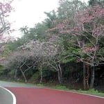 沖縄の八重岳に登りました。もう緋寒桜が咲いていました。 ・旅はるか緋寒桜の紅淡し(和良)