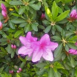 藍住町の自宅前の公園にある躑躅の垣根に花が咲いていました。　　　・大小の蕾の並び躑躅咲く(和良)