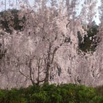 神山町のゆうかの里のしだれ桜には多くの人が来ていました。　　・此れやこのゆうかの里の糸桜(和良)