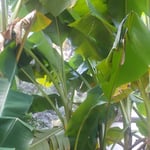 芭蕉の葉は破れ始めていましたが茎には美しい緑の芯がありました。　・破芭蕉緑の芯の美しく(和良)