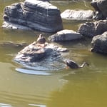 表御殿の池の鴨は一羽が離れるとすぐに後を追っていました。　　　・番らし後を追ひ合ひ二羽の鴨((和良)