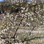 神山町広野の梅林の土は柔らかく歩くと靴が沈むほどでした。　　・咲き満てる梅林の土やはらかく(和良)