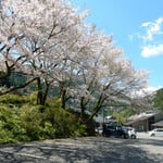 月ヶ谷温泉では河鹿を聞き鶯も聞き桜も堪能しました。　　・河鹿聞き鶯も聞き花も見て（和良）