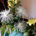 清学院の暗い土間に菊が活けられ明るい雰囲気となっていました。　　　　・菊活けて明るき土間となりにけり（和良）