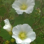 裏庭の芙蓉の花は見上げるほど大きな株に咲いていました。　・咲き満てる芙蓉の株の大きさよ（和良）