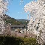 温泉に入ってしだれ桜を眺めてゆったりと過ごす人が多くいました。　　　・桜見て山の出湯に入りもして（和良）